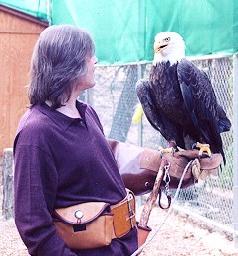 Color photograph of Gary training a Bald Eagle