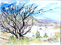 Watercolor of a manzanita which had been burned in a fire